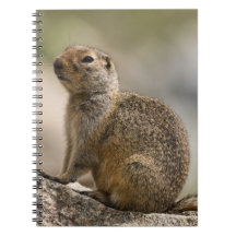 Gråpälsmurmeldjur anteckningsbok