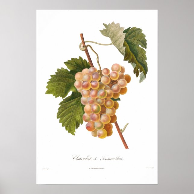Grape,Chasselat de Fontainebleau Poster (Framsidan)