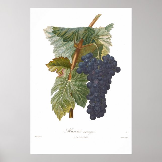 Grape,Muscat arouya Poster (Framsidan)