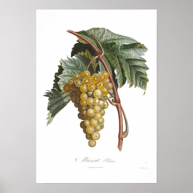 Grape,muscat blanc poster (Framsidan)
