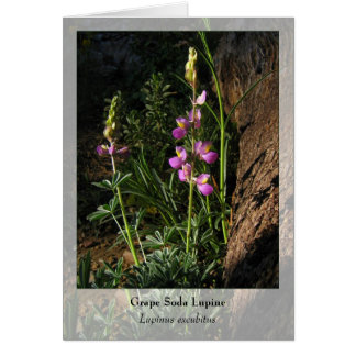 Grape Soda Lupine - Native Notecard OBS Kort