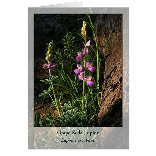 Grape Soda Lupine - Native Notecard OBS Kort (Framsidan)