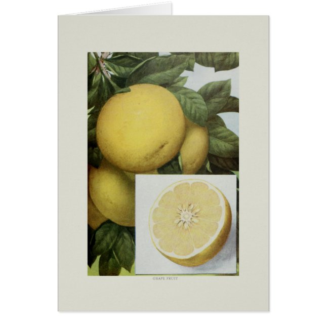 Grapefrukt Hälsningskort (Framsidan)
