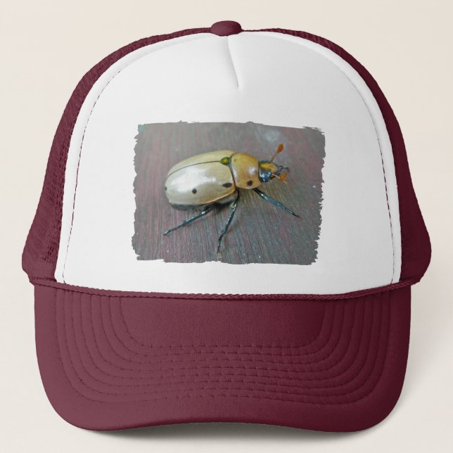 Grapevine Beetle (Pelidnota punctata) Series Keps (Framsida)