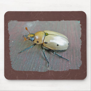 Grapevine Beetle (Pelidnota punctata) Series Musmatta