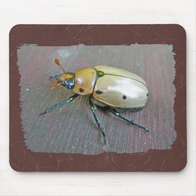 Grapevine Beetle (Pelidnota punctata) Series Musmatta (Framsidan)