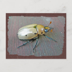 Grapevine Beetle (Pelidnota punctata) Series Vykort