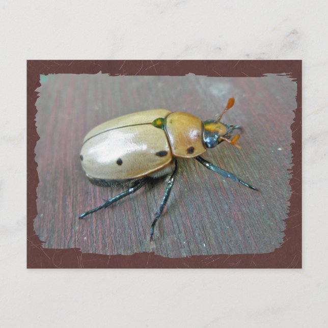 Grapevine Beetle (Pelidnota punctata) Series Vykort (Framsida)
