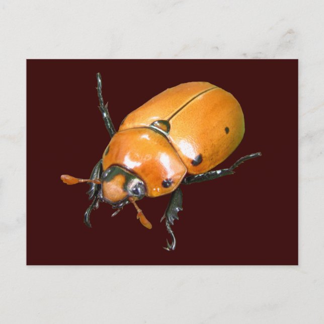 Grapevine Beetle ~ vycard Vykort (Framsida)