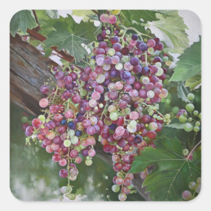 Grapevine Glory - Hyperrealistiska Vineyard Art fo Fyrkantigt Klistermärke