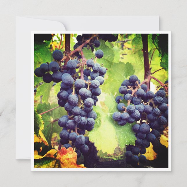 Grapevine Note Card (Framsida)