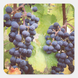 Grapevine Stickers Fyrkantigt Klistermärke