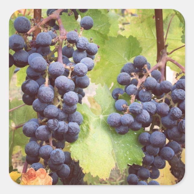 Grapevine Stickers Fyrkantigt Klistermärke (Framsida)