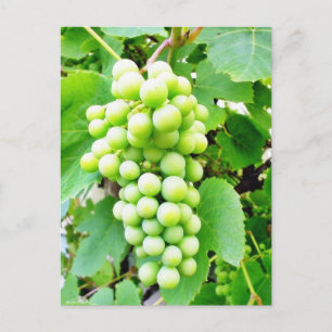 Grapevine Vykort