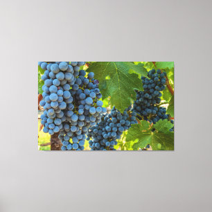 Grapeviner Canvastryck