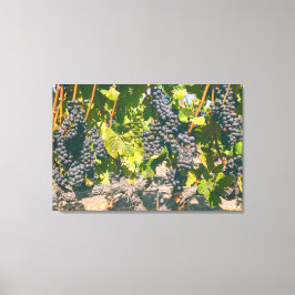 Grapeviner Canvastryck
