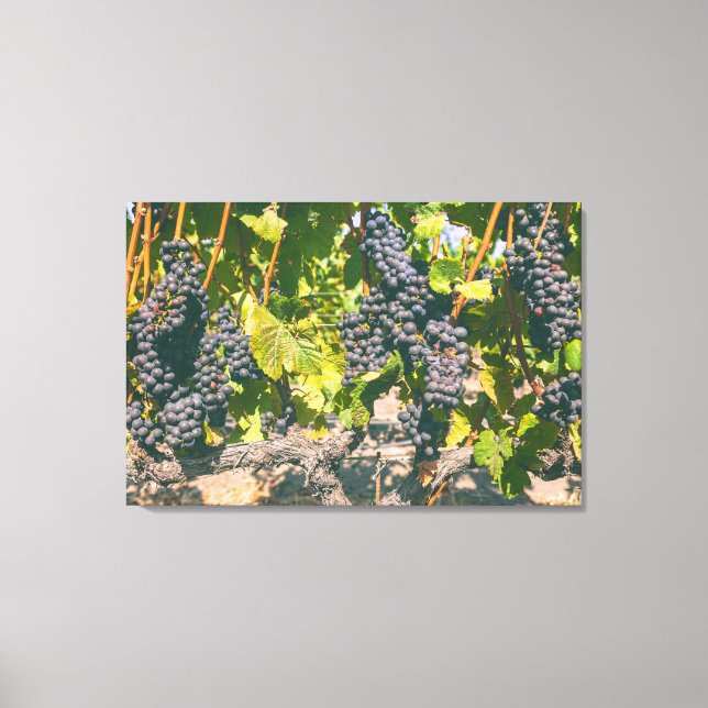 Grapeviner Canvastryck (Framsida)