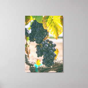 Grapeviner Canvastryck