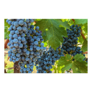 Grapeviner Fototryck