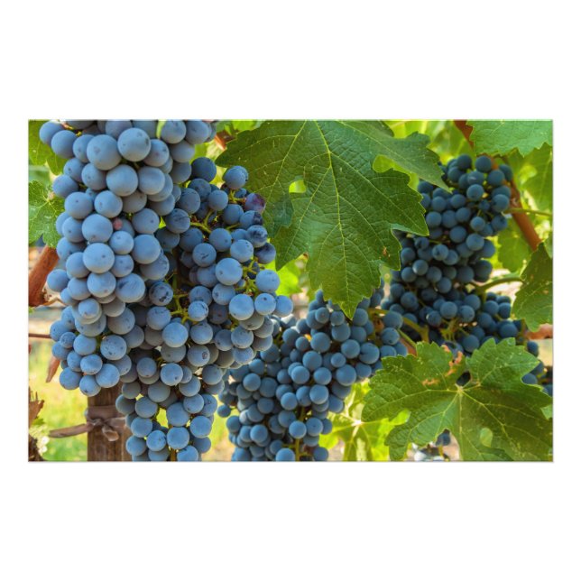 Grapeviner Fototryck (Framsidan)