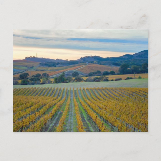 Grapeviner i Napa Valley Vineyard i Sunset Vykort (Framsida)