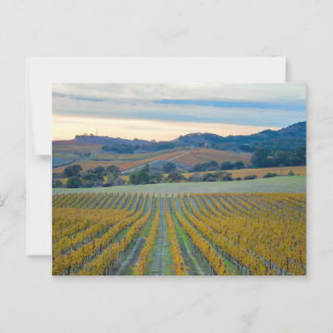 Grapeviner i Napa Valley Vineyard i Sunset Vykort