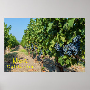 Grapeviner Poster