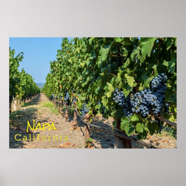 Grapeviner Poster (Framsidan)