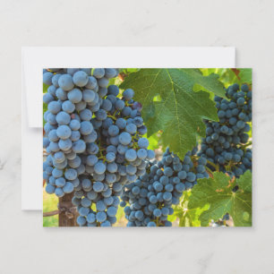Grapeviner Vykort