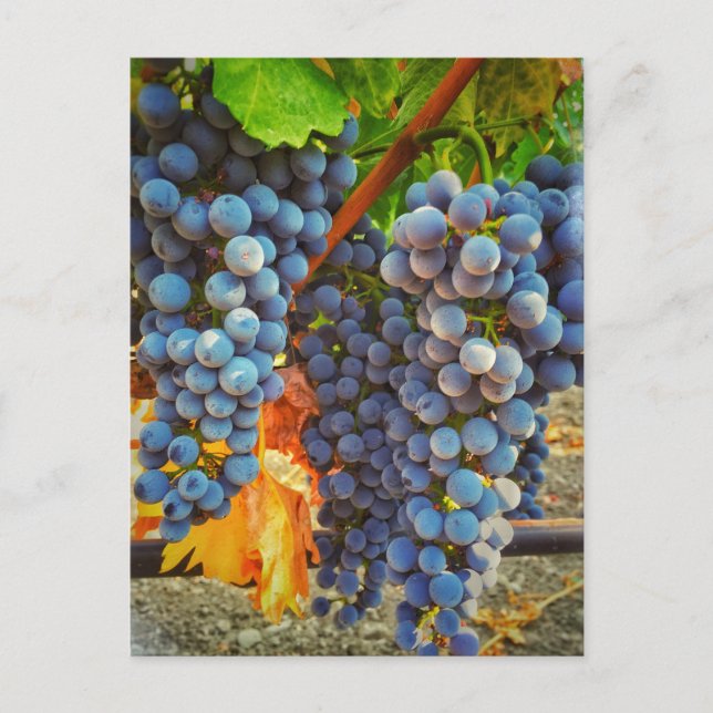 Grapevines i Napa Valley Vykort (Framsida)