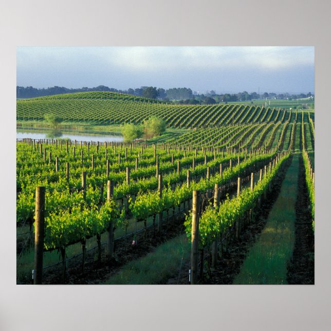 Grapevines in neat rows in California's Napa Poster (Framsidan)