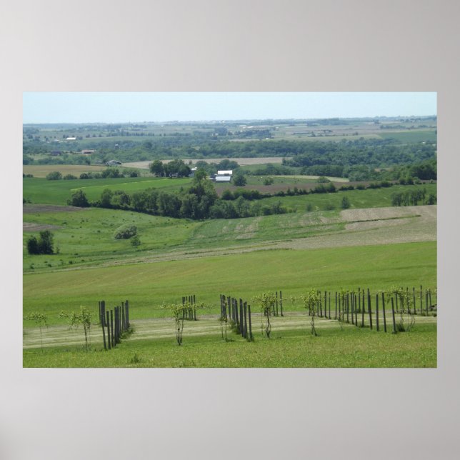 Grapevines Vin Vineyard Photography Poster (Framsidan)