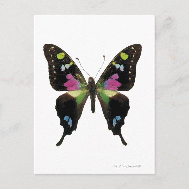 Graphium butterfly vykort (Framsida)