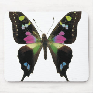 Graphium fjäril musmatta