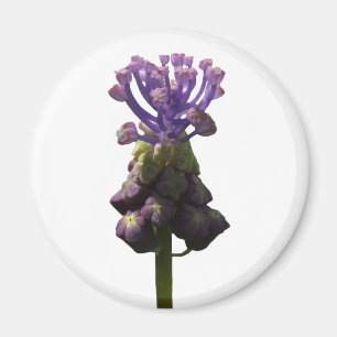 Graphyacint Magnet