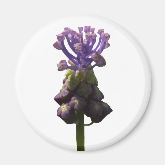 Graphyacint Magnet (Framsidan)