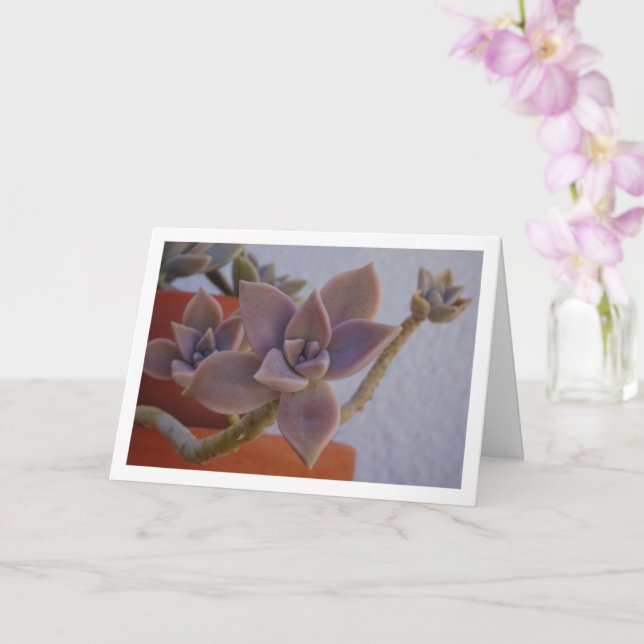 Graptopetalum Paraguayense, Sukkulent Spökväxt Kort (Orkide)