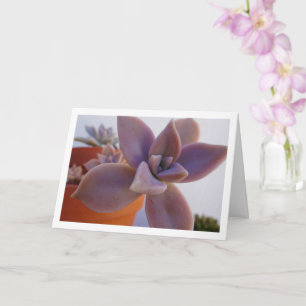 Graptopetalum Paraguayense, Sukkulent Spökväxt Kort
