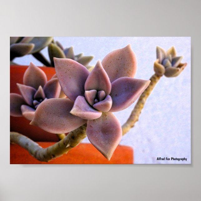Graptopetalum Paraguayense, Sukkulent Spökväxt Poster (Framsidan)