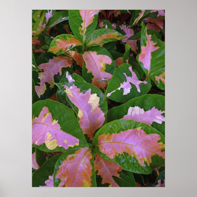 Graptophyllum Pictum Rosea Variegata Poster (Framsidan)