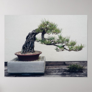 Gräs Bonsai Poster