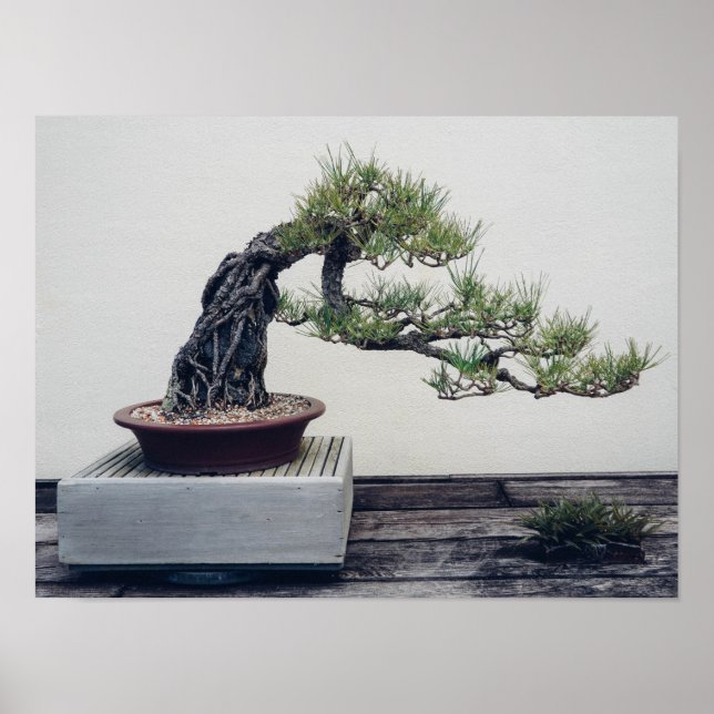 Gräs Bonsai Poster (Framsidan)
