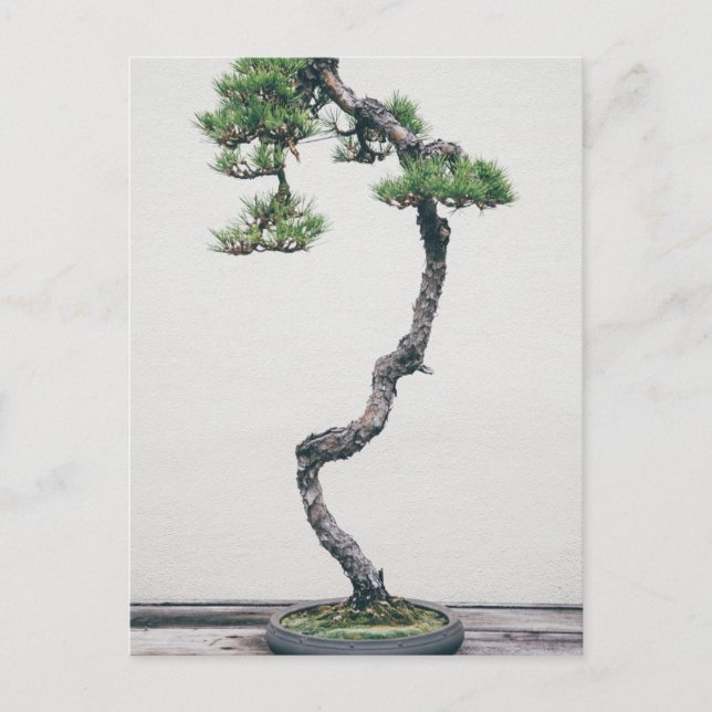 Gräs Bonsai Vykort (Framsida)