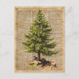 Gräs, Cedar Träd,Julgran Dictionary Art, Helg Vykort
