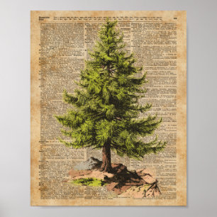 Gräs cederträträd, julgranordbokkonst, poster