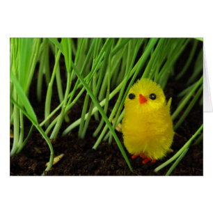 gräs chick hälsningskort
