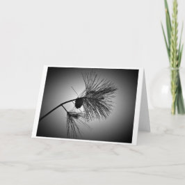 Gräs Cone on Gren - Noir, kort