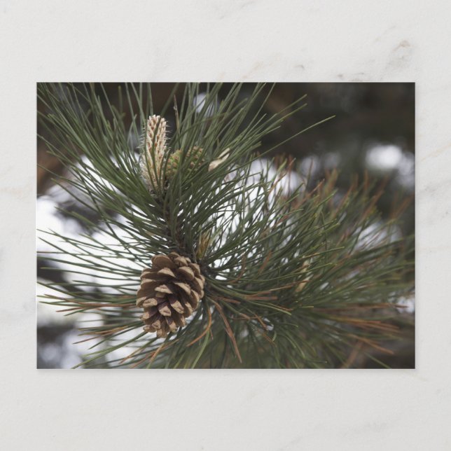 Gräs cone vykort (Framsida)