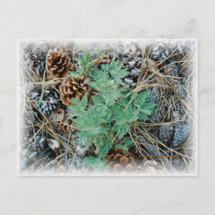 Gräs Cones and Fern Postcard Vykort