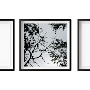 Gräs Cones Grenar Silhouette Photography Poster
